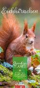 Eichhörnchen Familienplaner Kalender 2022
