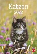 Katzen Kalender 2022