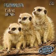 Erdmännchen - Merkats - Suricates 2022 Artwork