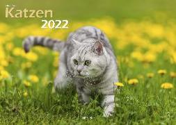 Katzen 2022 Bildkalender A3 quer - Oliver Giel