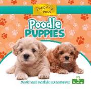 Poodle Puppies