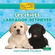 Les Chiots Labrador Retriever (Labrador Retriever Puppies)