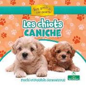 Les Chiots Caniche (Poodle Puppies)