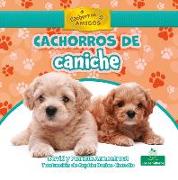 Cachorros de Caniche (Poodle Puppies)