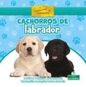 Cachorros de Labrador (Labrador Retriever Puppies)