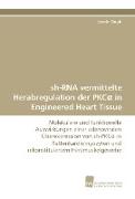 sh-RNA vermittelte Herabregulation der PKC¿ in Engineered Heart Tissue
