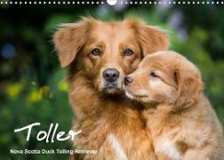 Toller - Nova Scotia Duck Tolling Retriever (Wandkalender 2022 DIN A3 quer)