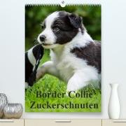 Border Collie Zuckerschnuten (Premium, hochwertiger DIN A2 Wandkalender 2022, Kunstdruck in Hochglanz)