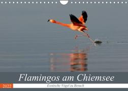 Flamingos am Chiemsee (Wandkalender 2022 DIN A4 quer)