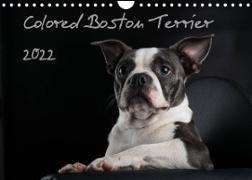 Colored Boston Terrier 2022 (Wandkalender 2022 DIN A4 quer)