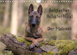 Belgischer Schäferhund - Der Malinois (Wandkalender 2022 DIN A4 quer)