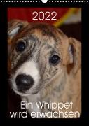 Ein Whippet wird erwachsen (Wandkalender 2022 DIN A3 hoch)