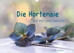 Die Hortensie und ihre vielen Gesichter (Wandkalender 2022 DIN A3 quer)