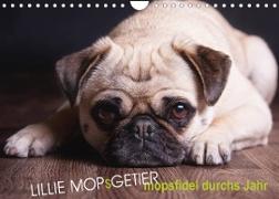 Lillie Mopsgetier - mopsfidel durchs Jahr (Wandkalender 2022 DIN A4 quer)