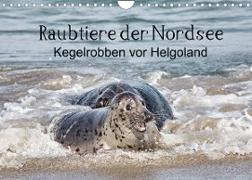 Raubtier der Nordsee - Kegelrobben vor Helgoland (Wandkalender 2022 DIN A4 quer)