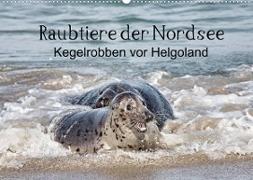 Raubtier der Nordsee - Kegelrobben vor Helgoland (Wandkalender 2022 DIN A2 quer)