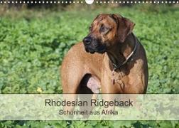 Rhodesian Ridgeback Schönheit aus Afrika (Wandkalender 2022 DIN A3 quer)