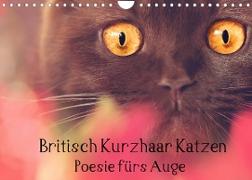 Britisch Kurzhaar Katzen - Poesie fürs Auge (Wandkalender 2022 DIN A4 quer)