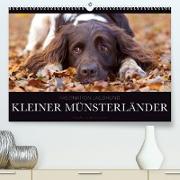 Faszination Jagdhund - Kleiner Münsterländer (Premium, hochwertiger DIN A2 Wandkalender 2022, Kunstdruck in Hochglanz)