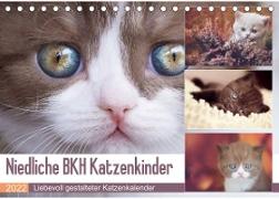 Niedliche BKH Katzenkinder (Tischkalender 2022 DIN A5 quer)