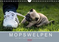 Mopswelpen (Wandkalender 2022 DIN A4 quer)