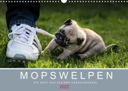 Mopswelpen (Wandkalender 2022 DIN A3 quer)