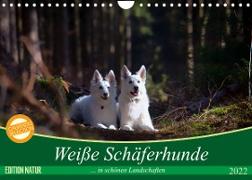 Weiße Schäferhunde in schönen Landschaften (Wandkalender 2022 DIN A4 quer)