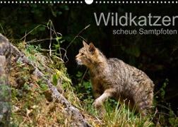 Wildkatzen - scheue Samtpfoten (Wandkalender 2022 DIN A3 quer)