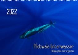 Pilotwale Unterwasser - Globicephala macrorhynchus (Wandkalender 2022 DIN A2 quer)