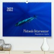 Pilotwale Unterwasser - Globicephala macrorhynchus (Premium, hochwertiger DIN A2 Wandkalender 2022, Kunstdruck in Hochglanz)
