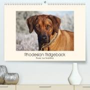 Rhodesian Ridgeback Power aus Südafrika (Premium, hochwertiger DIN A2 Wandkalender 2022, Kunstdruck in Hochglanz)