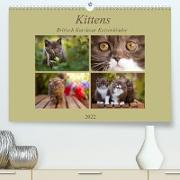 Kittens - Britisch Kurzhaar Katzenkinder (Premium, hochwertiger DIN A2 Wandkalender 2022, Kunstdruck in Hochglanz)