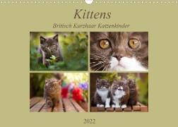 Kittens - Britisch Kurzhaar Katzenkinder (Wandkalender 2022 DIN A3 quer)