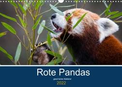 Rote Pandas - geschickte Kletterer (Wandkalender 2022 DIN A3 quer)