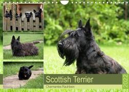 Scottish Terrier - Charmantes Rauhbein (Wandkalender 2022 DIN A4 quer)