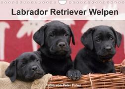 Labrador Retriever Welpen (Wandkalender 2022 DIN A4 quer)