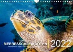 Einblicke in die Welt der Meeresschildkröten (Wandkalender immerwährend DIN A4 quer)
