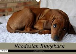 Rhodesian Ridgeback Augen-Blicke (Wandkalender 2022 DIN A3 quer)