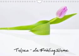 Tulpen - die Frühlingsblume (Wandkalender 2022 DIN A4 quer)