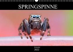 Springspinne Kalender (Wandkalender 2022 DIN A3 quer)