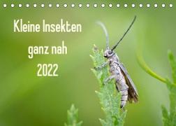 Kleine Insekten ganz nah (Tischkalender 2022 DIN A5 quer)