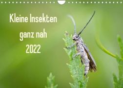 Kleine Insekten ganz nah (Wandkalender 2022 DIN A4 quer)