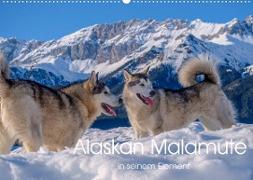 Alaskan Malamute in seinem Element (Wandkalender 2022 DIN A2 quer)