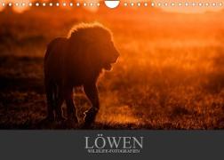 Löwen Wildlife-Fotografien (Wandkalender 2022 DIN A4 quer)