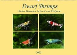 Dwarf Shrimps - kleine Garnelen (Wandkalender 2022 DIN A2 quer)