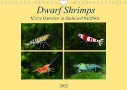 Dwarf Shrimps - kleine Garnelen (Wandkalender 2022 DIN A4 quer)