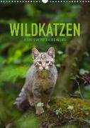 Wildkatzen - Kleine Samtpfoten des Waldes (Wandkalender 2022 DIN A3 hoch)