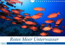 Rotes Meer Unterwasser (Wandkalender 2022 DIN A4 quer)