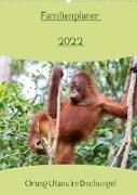 Familienplaner 2022 - Orang Utans im Dschungel (Wandkalender 2022 DIN A2 hoch)