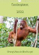 Familienplaner 2022 - Orang Utans im Dschungel (Wandkalender 2022 DIN A4 hoch)